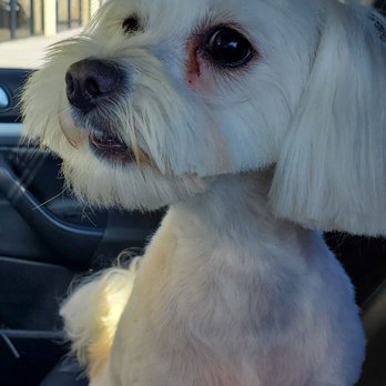 SOS Grooming - Pet Groomers Near Me - Las Vegas, Nevada SOS Grooming - Pet Groomers Near Me - Las Vegas, Nevada