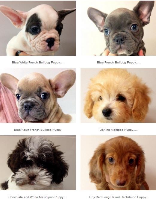 Island Puppies 64 Photos 12 Reviews Pet Stores Holbrook