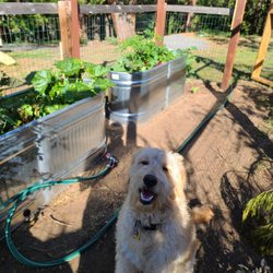 Sigrid's Cabin Cleaning - organic gardening, house-care, pet care
