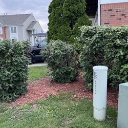 Lakeshore Landscaping - Different sized, half-dead bushes from not being trimmed properly.