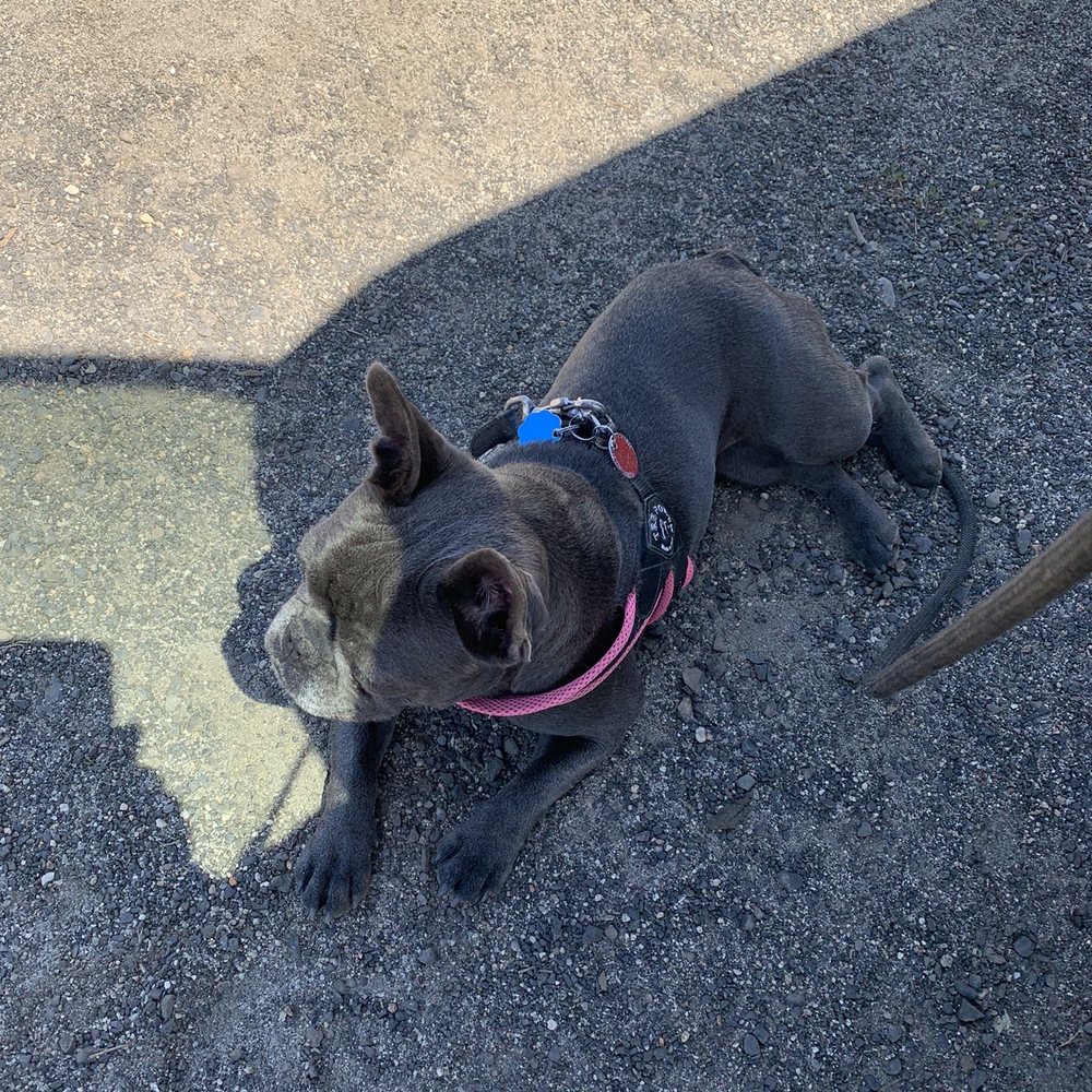 Bath Bark & Beyond - Our girl! - Pet Groomers Near Me Bath Bark & Beyond - Our girl! - Pet Groomers Near Me