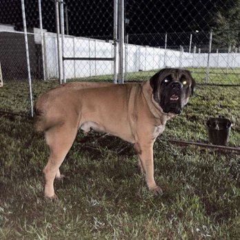 Advanced Canine Development - Out for training at 5 am in August 2026. - Pet Training Near Me - Punta Gorda, Florida