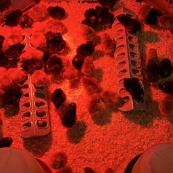 JB New Feed Store - 2/5/26 Rhodes island reds pullets Plymouth pullets