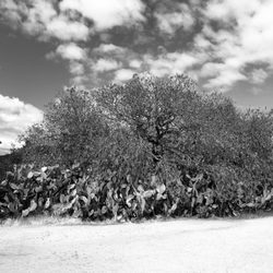 Mission San Francisco Solano - A few shots