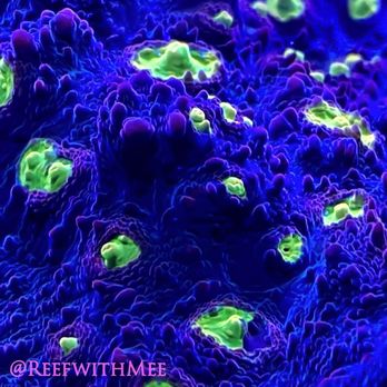 Amazing Aquariums & Reefs - A beautiful chalice coral. - Aquarium Services Near Me - Orange, California Amazing Aquariums & Reefs - A beautiful chalice coral. - Aquarium Services Near Me - Orange, California