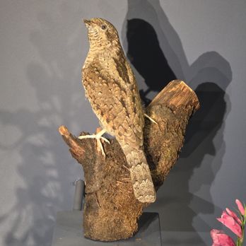Naturkundemuseum - Gottlieb, bist Du's? - Museums Near Me - Erfurt, TH Naturkundemuseum - Gottlieb, bist Du's? - Museums Near Me - Erfurt, TH
