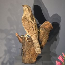 Naturkundemuseum - Gottlieb, bist Du's?