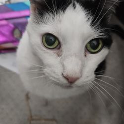 BARCS - Tommy - before he had to be euthanized.
