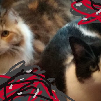 The Purr-Fect Paw - My 2 funny spoiled babies !!! Wild Baby and Hunter !!! Thank you Justin and Emily !! - Dog Walkers Near Me The Purr-Fect Paw - My 2 funny spoiled babies !!! Wild Baby and Hunter !!! Thank you Justin and Emily !! - Dog Walkers Near Me