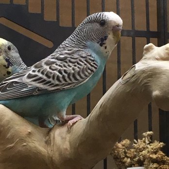 PetSmart Grooming - Excellent selection of birds and other pets! - Pet Groomers Near Me - Mansfield, Texas