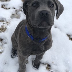 Click Treat Repeat Canine Coaching - Tanks first day!