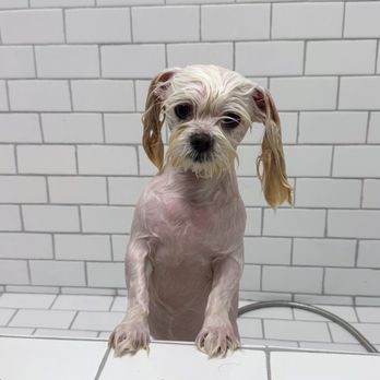 Texas Allbreed Grooming School - doggy bath in school - Pet Groomers Near Me - Arlington, Texas