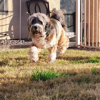 Pawsitive Experts - Pet Training Near Me Pawsitive Experts - Pet Training Near Me