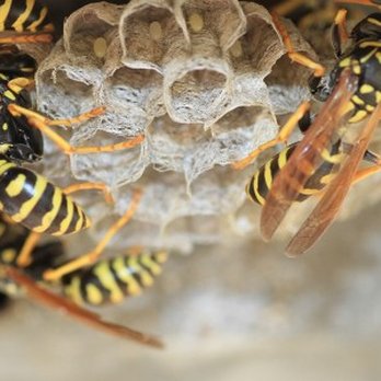 ASAP Wildlife Control and Removal - Pest Control Near Me ASAP Wildlife Control and Removal - Pest Control Near Me