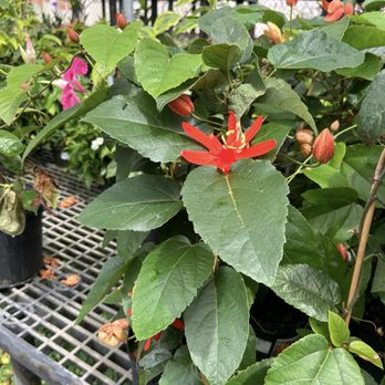 Garden Exchange - Nurseries & Gardening Near Me - Hilo, Hawaii