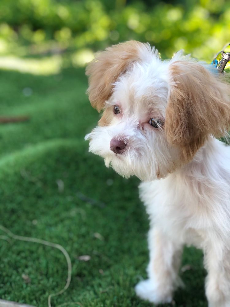 A TOUCH OF GOLD 118 Photos & 150 Reviews 3375 Mission Ave, Oceanside, California Pet