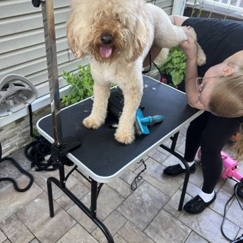 Lorena'S Dog Grooming: Transform Your Pet's Style