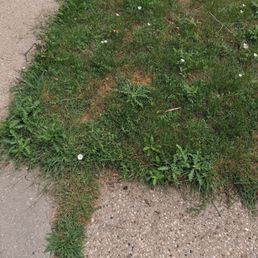 Weeds growing from underneath because he didn't take out enough old dirt.