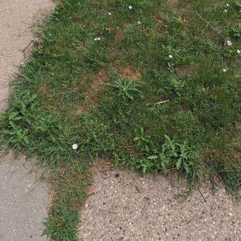 Perfect Lawn & Snow Removal - Weeds growing from underneath because he didn't take out enough old dirt. - Landscaping Near Me - Mount Prospect, Illinois