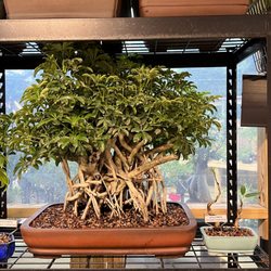 Sailfish Coastal Bonsai Nursery - Dwarf Hawaiian Umbrella
Artist: Xander Calhoun and Daven Langner