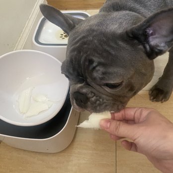 Twins Veterinary Hospital - Good appetite - Veterinarians Near Me - Bay Shore, New York Twins Veterinary Hospital - Good appetite - Veterinarians Near Me - Bay Shore, New York