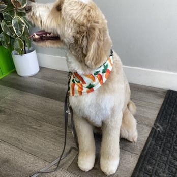 Oh My Dog - Pet Groomers Near Me - Foster City, California