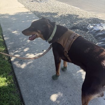 Rosecrans Veterinary Clinic - Trying out his new crocs after his visit w Dr McCoy. - Veterinarians Near Me - Hawthorne, California Rosecrans Veterinary Clinic - Trying out his new crocs after his visit w Dr McCoy. - Veterinarians Near Me - Hawthorne, California