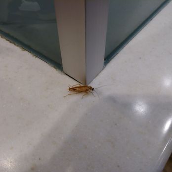 McDonald's - Cockroach - Burgers Near Me - Pasadena, California McDonald's - Cockroach - Burgers Near Me - Pasadena, California