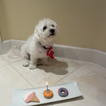 Redondo Dog - Ice cream cookie, cupcake, & mini donut for Cupcake's bday! - Pet Services Near Me - Carson, California Redondo Dog - Ice cream cookie, cupcake, & mini donut for Cupcake's bday! - Pet Services Near Me - Carson, California