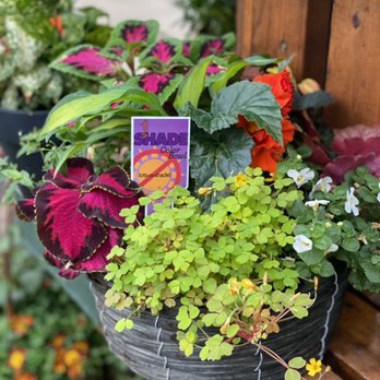 Plant Land - Shade Annual Basket - Nurseries & Gardening Near Me - Kalispell, Montana Plant Land - Shade Annual Basket - Nurseries & Gardening Near Me - Kalispell, Montana