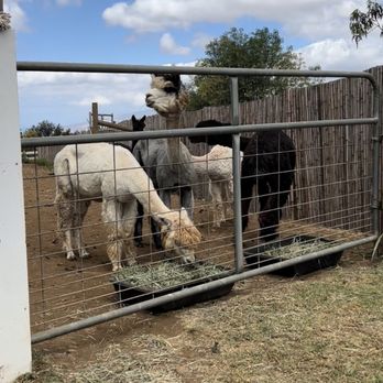 Maui Alpaca - They were eating their hay just off to the side of our table (which had an umbrella to block the sun) - Attraction Farms Near Me - Makawao, Hawaii Maui Alpaca - They were eating their hay just off to the side of our table (which had an umbrella to block the sun) - Attraction Farms Near Me - Makawao, Hawaii