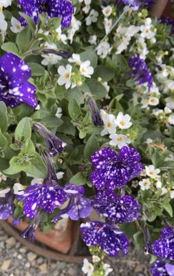 Blooming Junction Garden Center and Farm Market by null