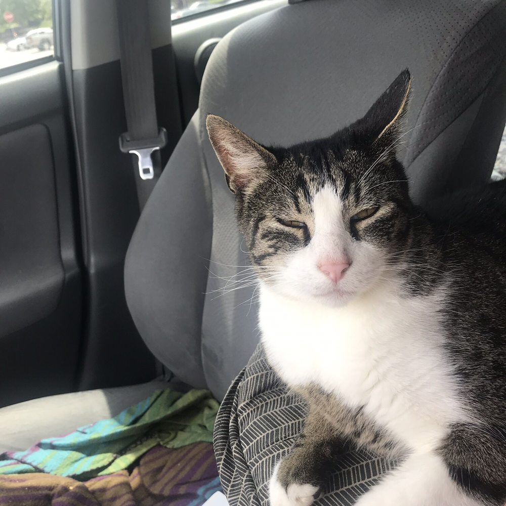 Wakarusa Veterinary Hospital - Car ride to the vet! - Veterinarians Near Me - Lawrence, Kansas