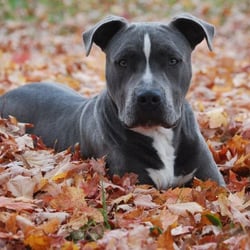 Currey's Family Pet Care