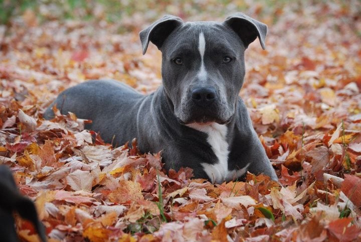 Currey's Family Pet Care - pet boarding facility in Romulus, MI