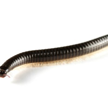 Earth Pest Control Services - Pest Control Near Me