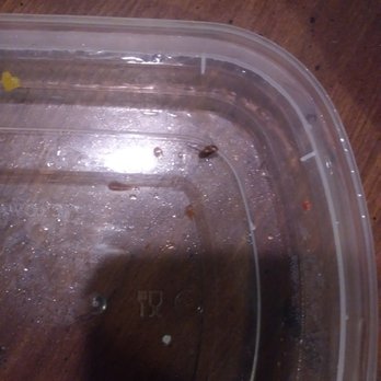 Golden China - Half of a cockroach was in our food last night! Still alive and moving!!!! - Chinese Near Me - Rock Hill, South Carolina Golden China - Half of a cockroach was in our food last night! Still alive and moving!!!! - Chinese Near Me - Rock Hill, South Carolina