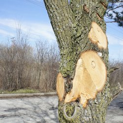 A S A P Tree & Stump