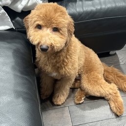 The after of her grooming The after of her grooming