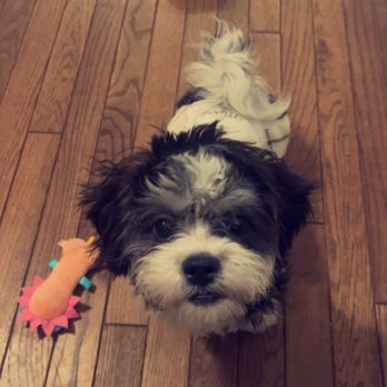 B and C Kennels - Pet Breeders Near Me - Clare, Illinois