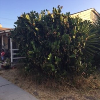 Matilde's Tree Service - before - Tree Services Near Me Matilde's Tree Service - before - Tree Services Near Me