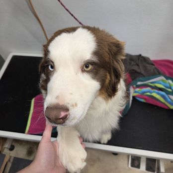 Canine Paw Spa - Elvis trying to get a hug while getting dried off - Pet Groomers Near Me - Kingman, Arizona Canine Paw Spa - Elvis trying to get a hug while getting dried off - Pet Groomers Near Me - Kingman, Arizona