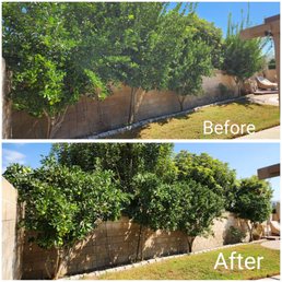 4 citrus trees trimmed, and fertilized.