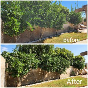Top Notch Tree Care - 4 citrus trees trimmed, and fertilized. - Landscaping Near Me - Simi Valley, California