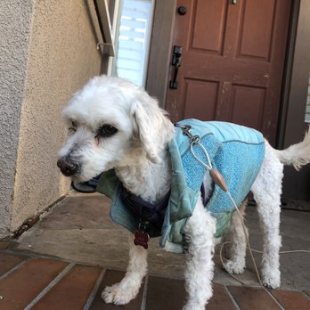 Beverly Hills Mobile Grooming - AFTER: my dog looks like a completely different dog!! - Pet Groomers Near Me Beverly Hills Mobile Grooming - AFTER: my dog looks like a completely different dog!! - Pet Groomers Near Me