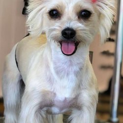 Spoiled Rotten Pet Salon - One of my morkies