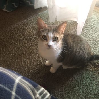 Ellenton Gardens RV Community - MY NAME IS MIA. AKA MIMI. I am lost lot 97 please take he home!! Can only eat like a tbl spoon of food at a time - RV Parks Near Me - Ellenton, Florida Ellenton Gardens RV Community - MY NAME IS MIA. AKA MIMI. I am lost lot 97 please take he home!! Can only eat like a tbl spoon of food at a time - RV Parks Near Me - Ellenton, Florida