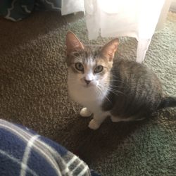 Ellenton Gardens RV Community - MY NAME IS MIA. AKA MIMI.   I am lost lot 97 please take he home!! Can only eat like a tbl spoon of food at a time