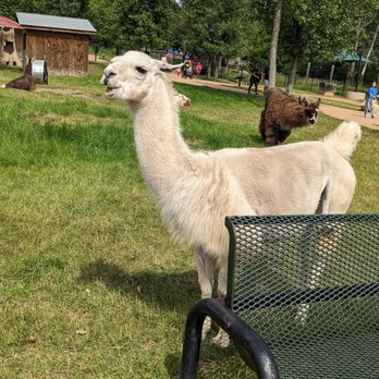 Minnesota Zoo - Llama - Zoos Near Me - Apple Valley, Minnesota Minnesota Zoo - Llama - Zoos Near Me - Apple Valley, Minnesota