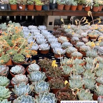 Lincoln Avenue Nursery - varied selection of succulents - Nurseries & Gardening Near Me - Pasadena, California Lincoln Avenue Nursery - varied selection of succulents - Nurseries & Gardening Near Me - Pasadena, California